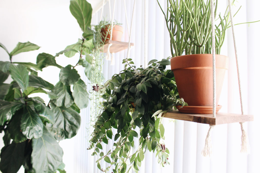 New Darlings - Indoor Plants