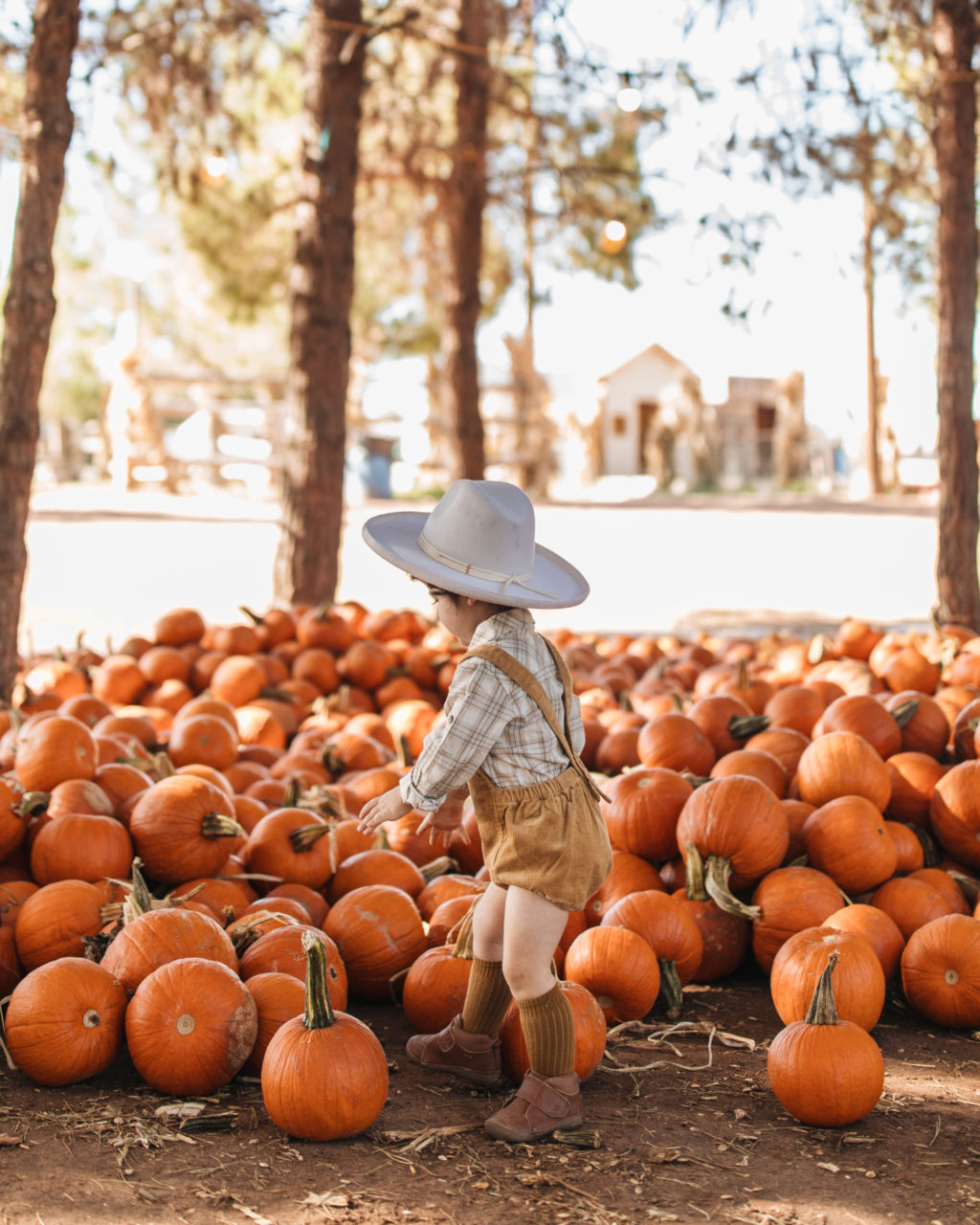 arizona pumpkin picking