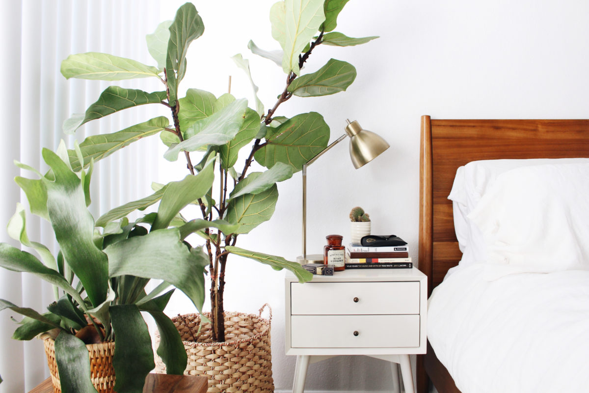 Bringing the Outdoors In: Indoor Plant Care - New Darlings