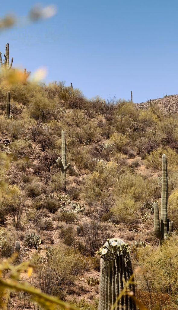 Saguaro blooms at New Darlings desert residence in Tucson, AZ